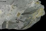 Pennsylvanian Horsetail (Calamites) Fossil - Kentucky #142392-1
